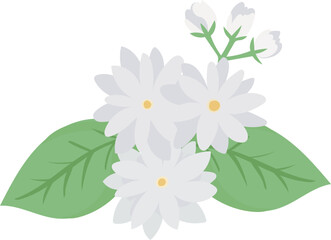 Jasmine illustration on transparent background.
