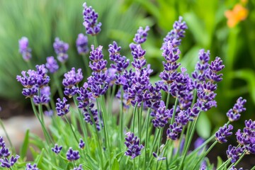 Obraz premium 'Hidcote' blooms in a garden in summer, photographed close up