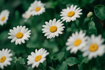 Obraz premium In a lush green backyard garden, daisies bloom. White marguerite blooms in spring on a green field. Flowers blooming in the countryside on a field or park.