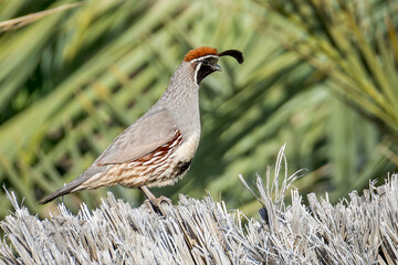 Gambel's Quail (Callipepla gambelii) in Its Natural Habitat at the Salton Sea, California