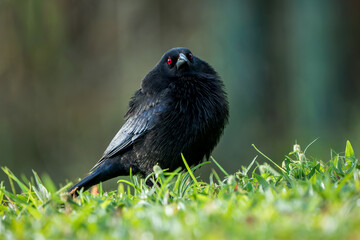 Fierce-Eyed Male Bronzed Cowbird (Molothrus aeneus) in Arenal Volcano National Park, Costa Rica