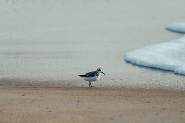 Sanderling walking on a Nags Head beach in the sand looking for food. Outer Banks North Carolina