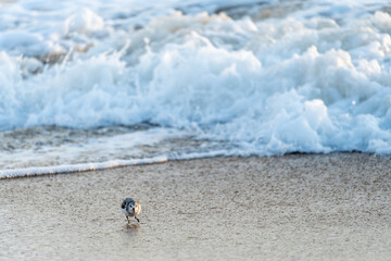 Sanderling bird runs away from the surf of the Atlantic Ocean, looking for food. Nags Head, North...