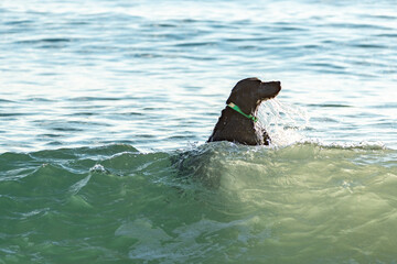 Black labrador retriever dog swimming out into the waves of the ocean