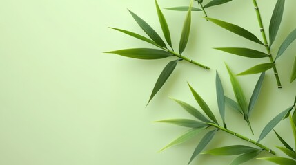 Fototapeta premium A serene arrangement of bamboo leaves on a soft green background, perfect for nature and wellness themes.