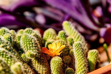Rebutia fabrisii and its yellow flower in summer