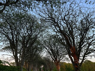 silhouette of a tree in the sunset