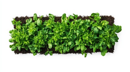 Obraz premium Top view of a vibrant green arugula plant bed, grown in rich soil, against a white background. Perfect for agricultural and gardening themes.