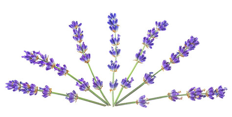 Lavender flower twigs isolated on a white background, view from above.