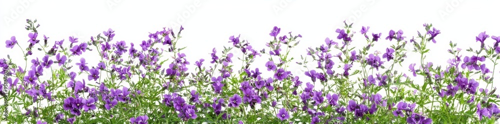 Poster an evergreen flower and grass field in nature, spring flowers in a garden, tropical forest isolated 