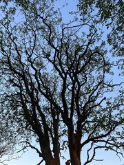 silhouette of a tree in the sunset