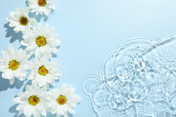 Beautiful daisy flowers in water on light blue background, top view. Space for text