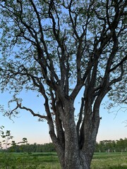 silhouette of a tree in the sunset