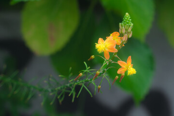 Snake flower in the garden 	
Bulbine frutescens macro