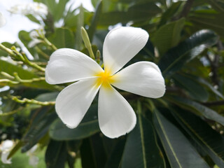 Naklejka premium close up of frangipani flower