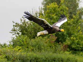 Steller's sea eagle