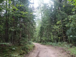 Kurtuvenai regional park during sunny day. Pine tree forest. Footpath in woodland. Moss growing on soil. Some small grass and tress growing in woods. Summer season. Kurtuvenu regioninis parkas.