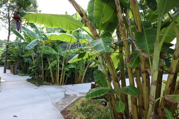 Tropical trees with green leaves growing outdoors