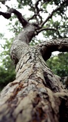 Obraz premium Looking Up at the Tree Trunk