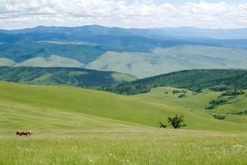 Fototapeta premium Green Hills and Mountains Landscape with Lone Tree