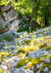Green Moss Growing On Rocks In A Forest