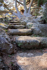 stone steps in a forest