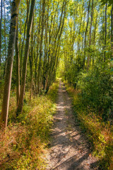 Fototapeta premium Hike on a sunny autumn day through the forest near Ingelheim in Rheinhessen