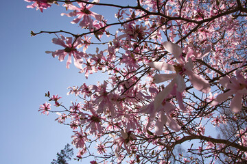 cherry blossom tree in spring