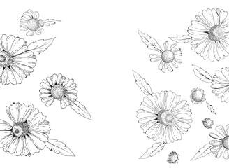 Daisy flower line art background