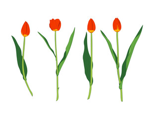 Tulip bud design
