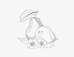 Avocado line art design