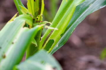 Fototapeta premium In the maize field, the armyworm attack the maize leaves, causing damage to the maize leaves, attack of The fall armyworms on maize or corn crop.