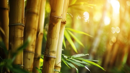 Obraz premium Bamboo Forest in the Golden Hour