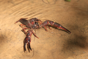 Ecrevisse rouge d'eau douce