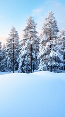 Snowcovered forest with tall pine trees soft morning light streaming through the branches fresh untouched snow on the ground peaceful and serene white and blue palette