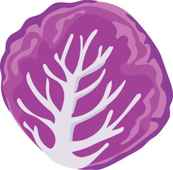 Obraz premium Cartoon red cabbage illustration on transparent background. 