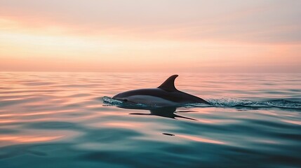 Fototapeta premium A dolphin's dorsal fin breaking the surface of the water as it swims in a calm ocean at dawn, with soft pink and orange hues in the sky. -