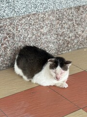 old cat sleeping on the floor