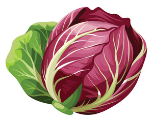 Fresh radicchio vegetable Vector Illustration on white background