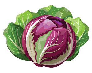 Fresh radicchio vegetable Vector Illustration on white background