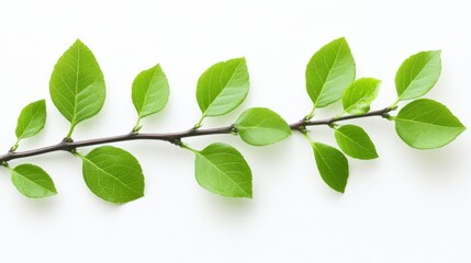 Fototapeta premium Branch with Green Leaves on White Background