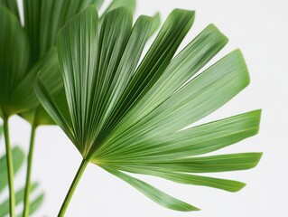Obraz premium A close-up view of a vibrant palm leaf showcasing its unique texture and detail against a clean, white background.