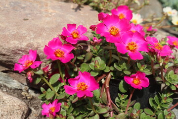 Portulaca umbraticola portulaka