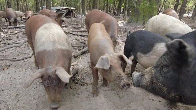 hogs