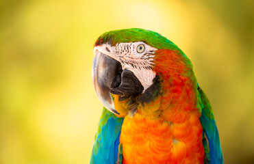 A close-up of a macaw. The multi-colored parrot sits on a perch. The background is blurred, which emphasizes the bird's bright colors.