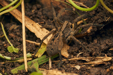 a spider with a hundred feet passing underneath