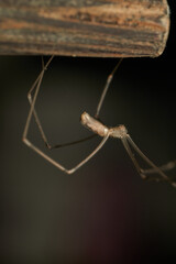 a spider with thin and long brown legs