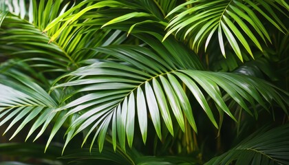 Lush green palm leaves create a tropical ambiance, perfect for nature-themed designs or backgrounds.