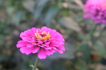 Obraz premium Zinnia graceful, flowers on a flowerbed, 2