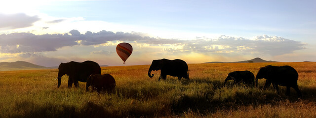 Herd of African elephants in the savannah and balloon. Africa. Tanzania.